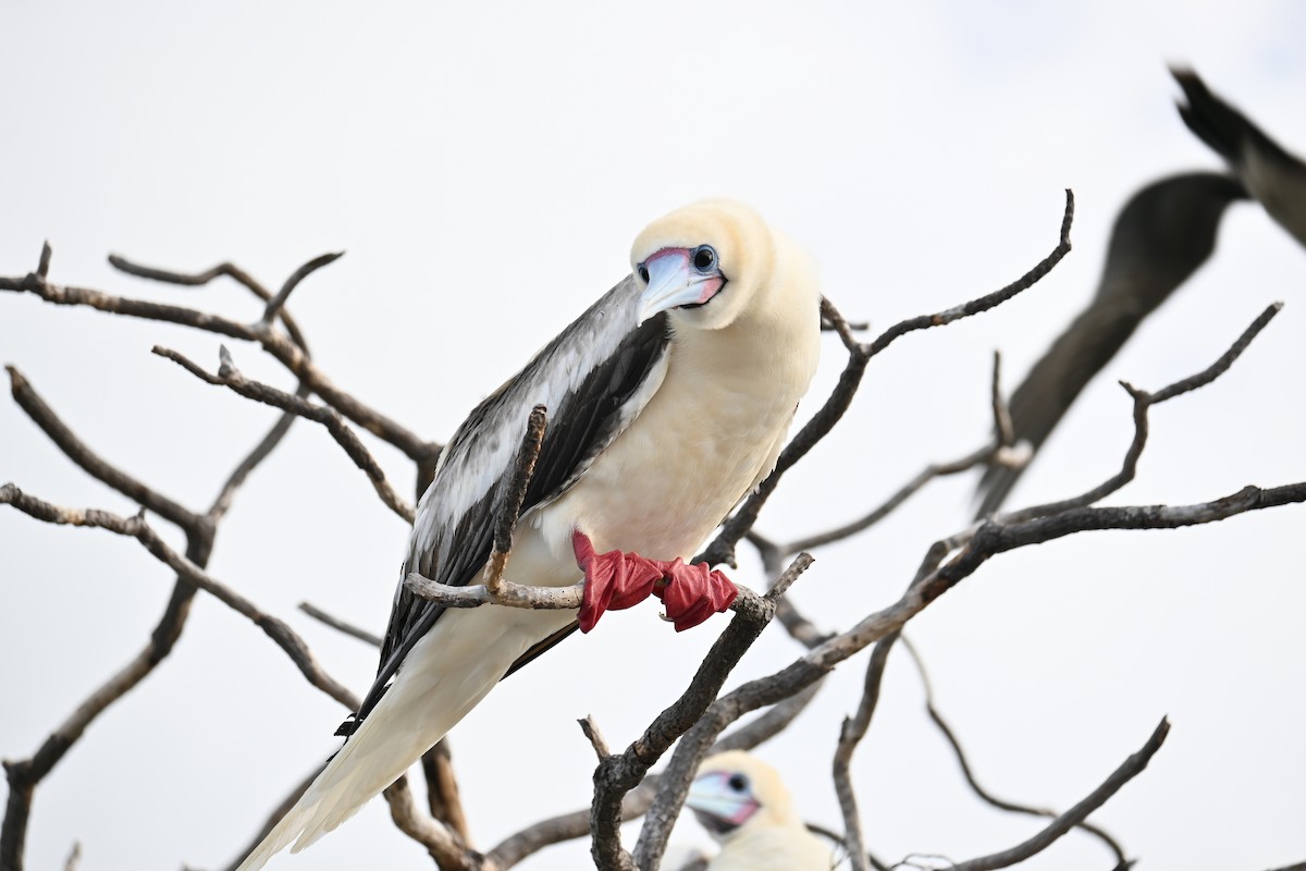 Fou à pieds rouges - ML620877812