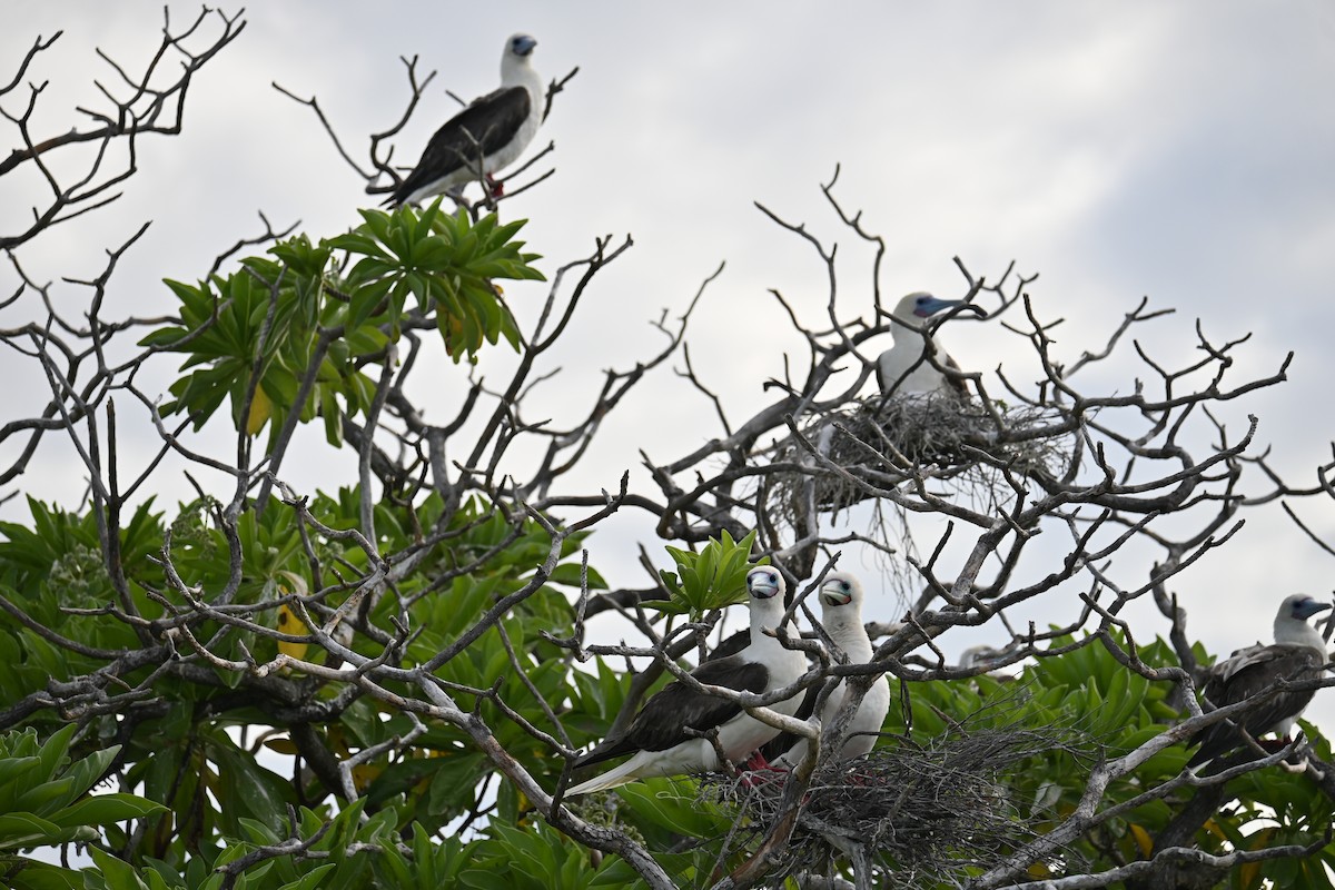 Red-footed Booby - ML620877813