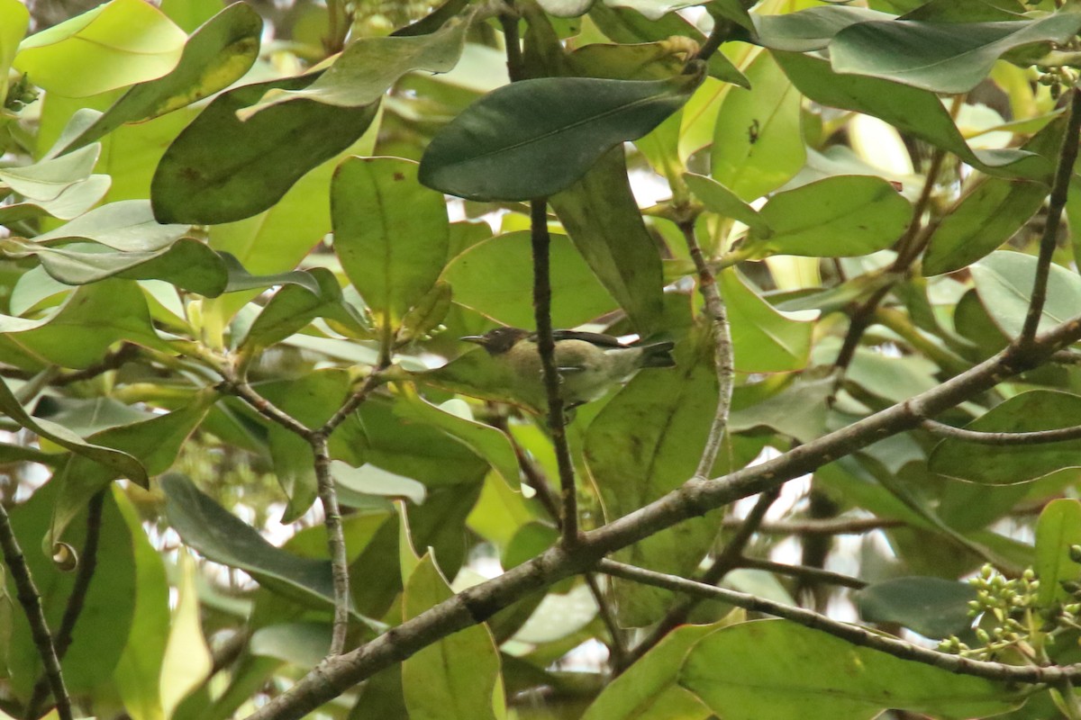 Golden-collared Honeycreeper - ML620877816