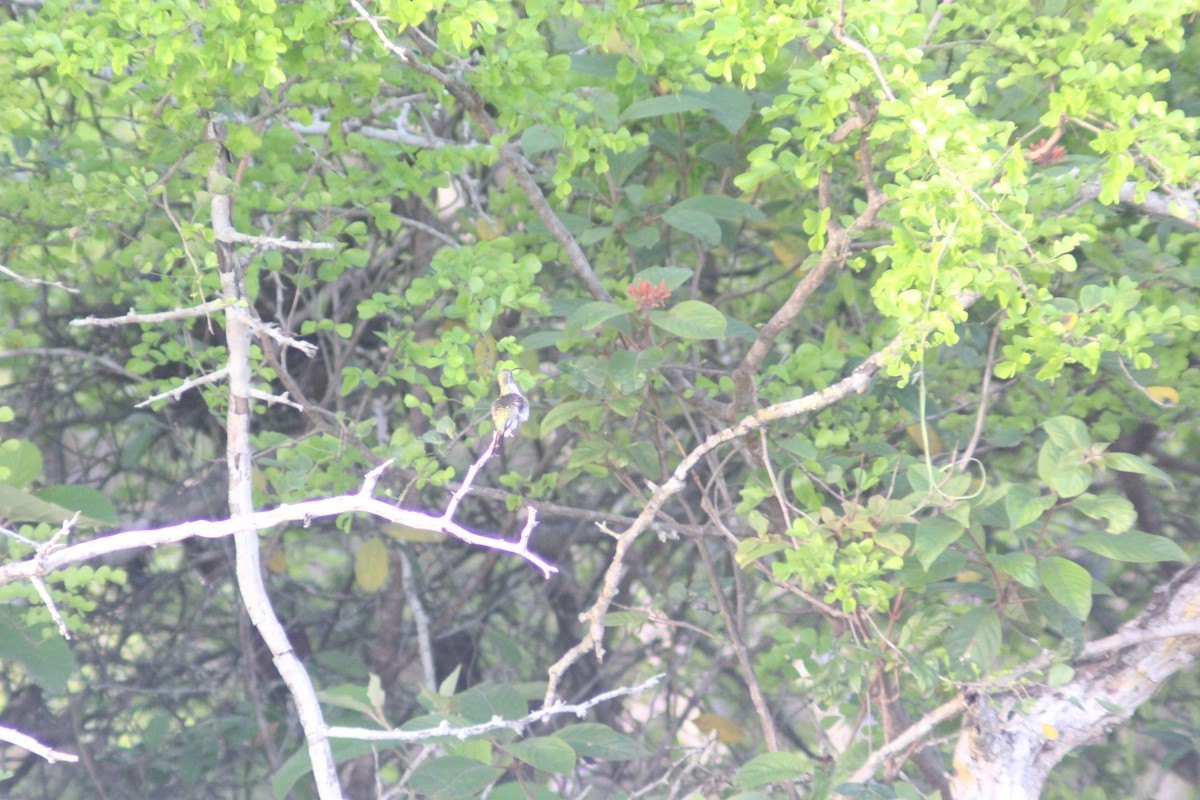 Mexican Sheartail - Carlos Javier / Contoy excursions