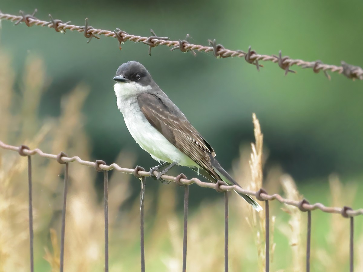 Eastern Kingbird - ML620877825