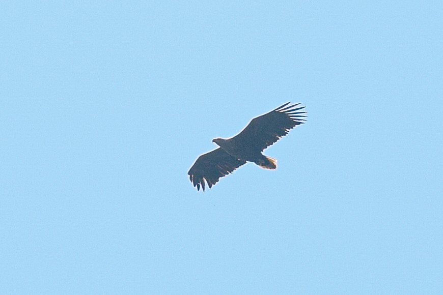 White-tailed Eagle - ML620877828