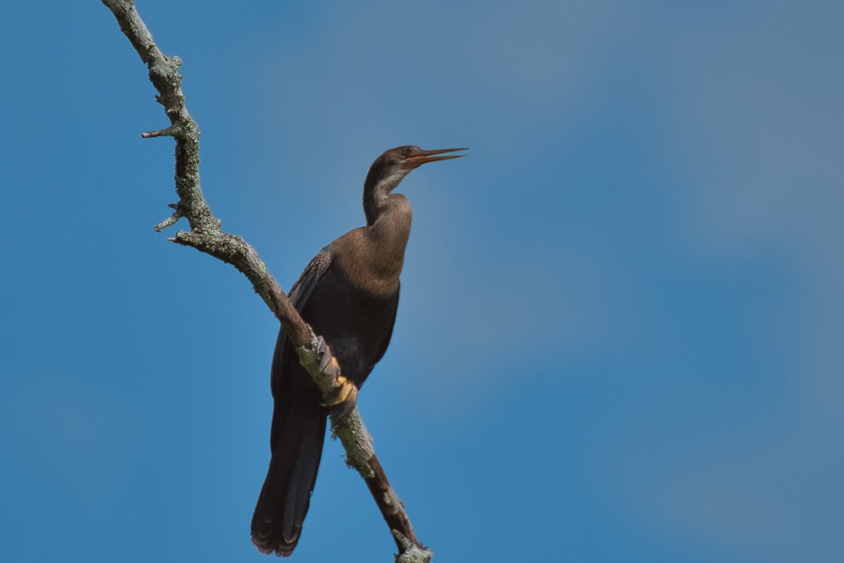 anhinga americká - ML620877831