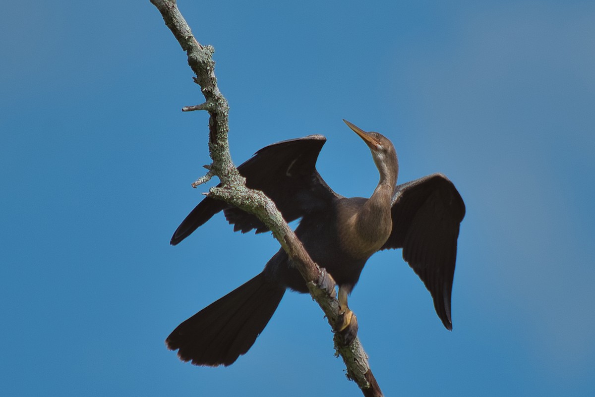 Amerika-Schlangenhalsvogel - ML620877832