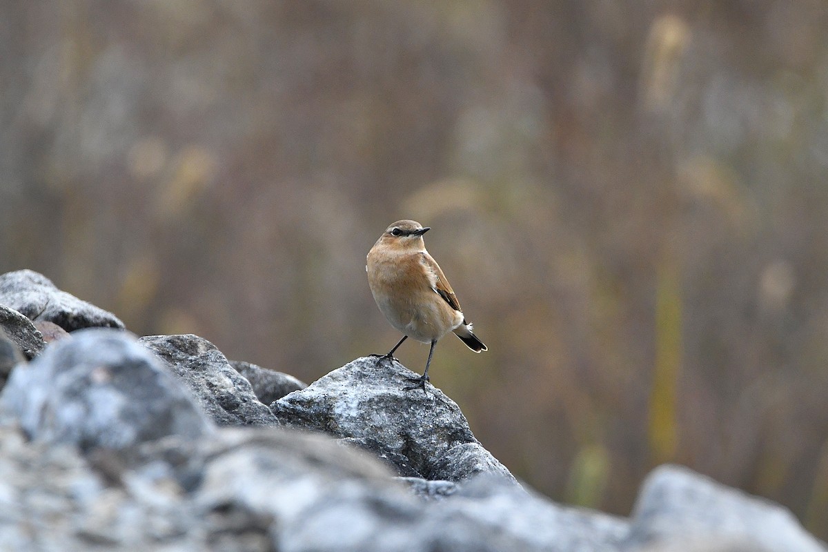 Northern Wheatear - ML620877834