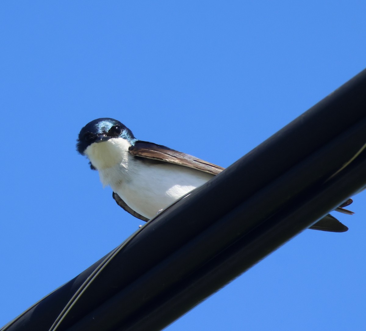 Tree Swallow - ML620877839