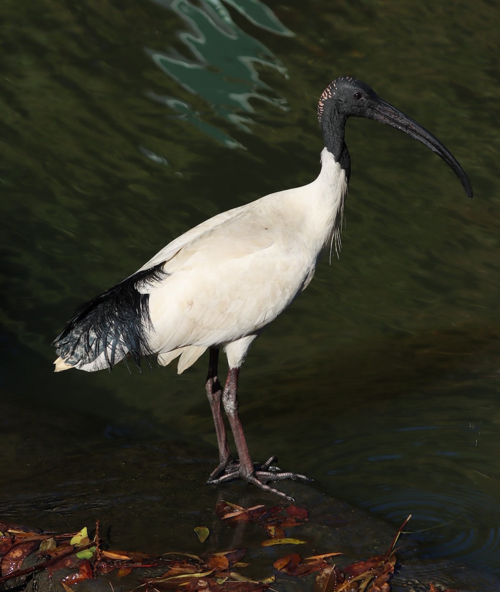 ibis australský - ML620877842