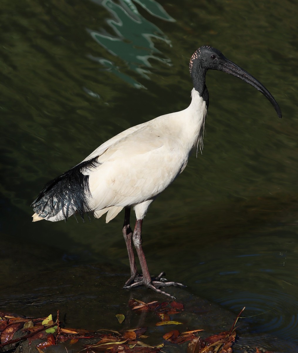 Australian Ibis - ML620877842