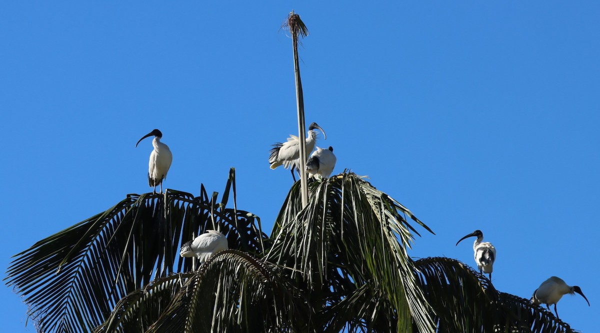 Australian Ibis - ML620877843