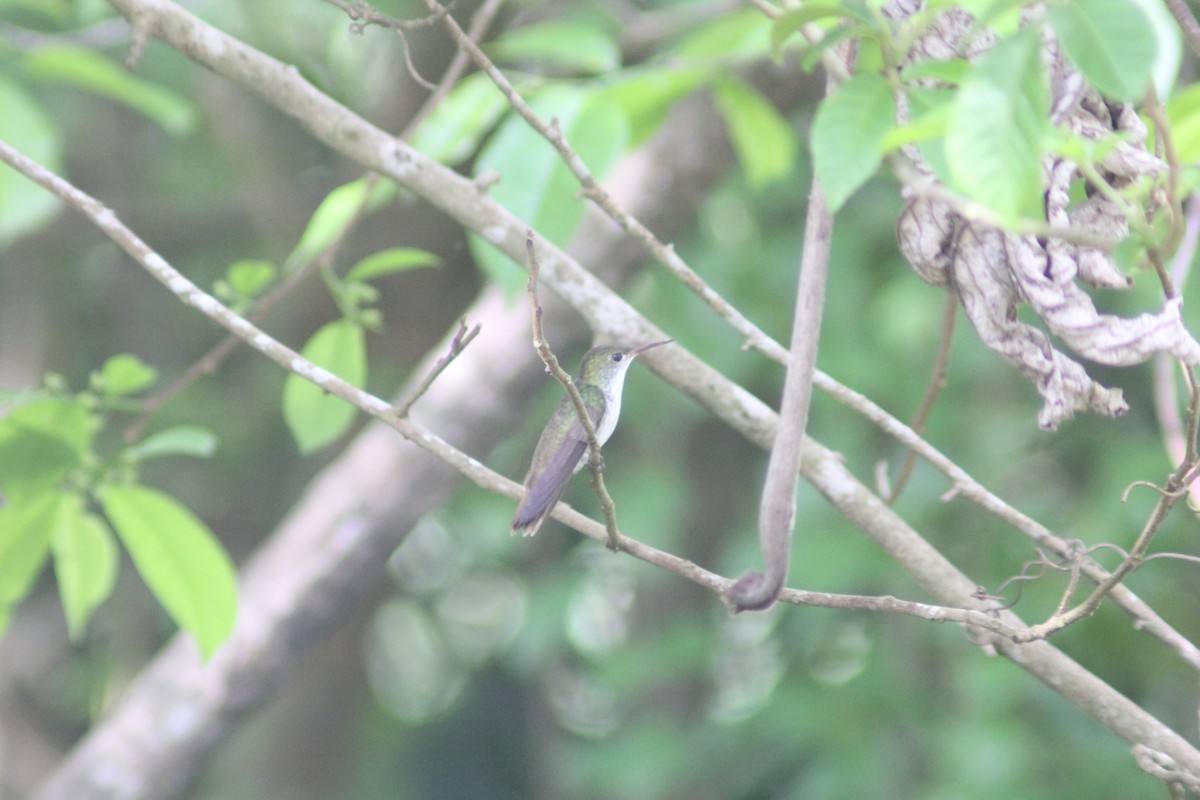 White-bellied Emerald - ML620877844