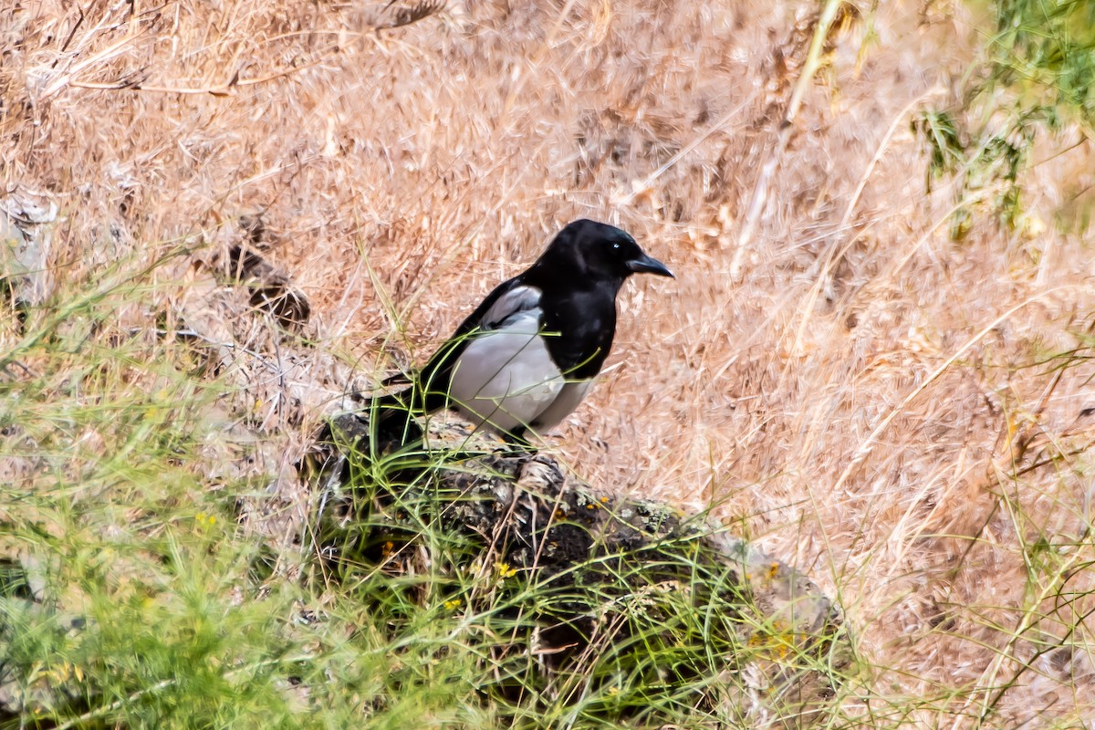 Black-billed Magpie - Brandon Lloyd