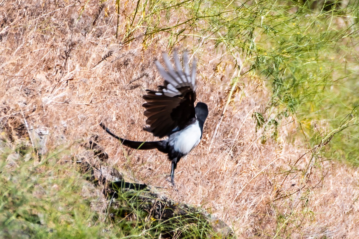 Black-billed Magpie - ML620877851