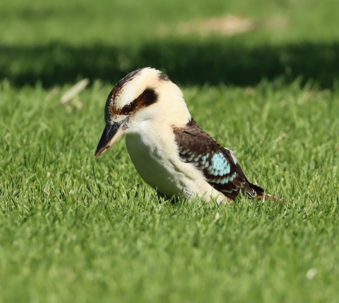 Laughing Kookaburra - ML620877859