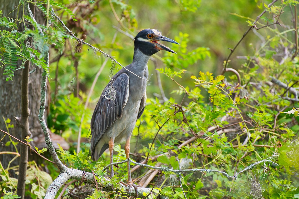 Yellow-crowned Night Heron - ML620877860