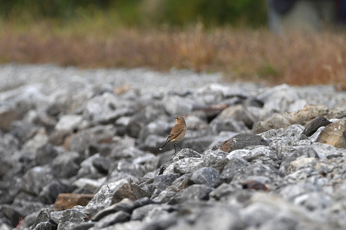 Northern Wheatear - ML620877862