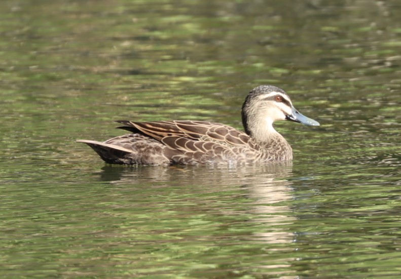 Pacific Black Duck - ML620877864