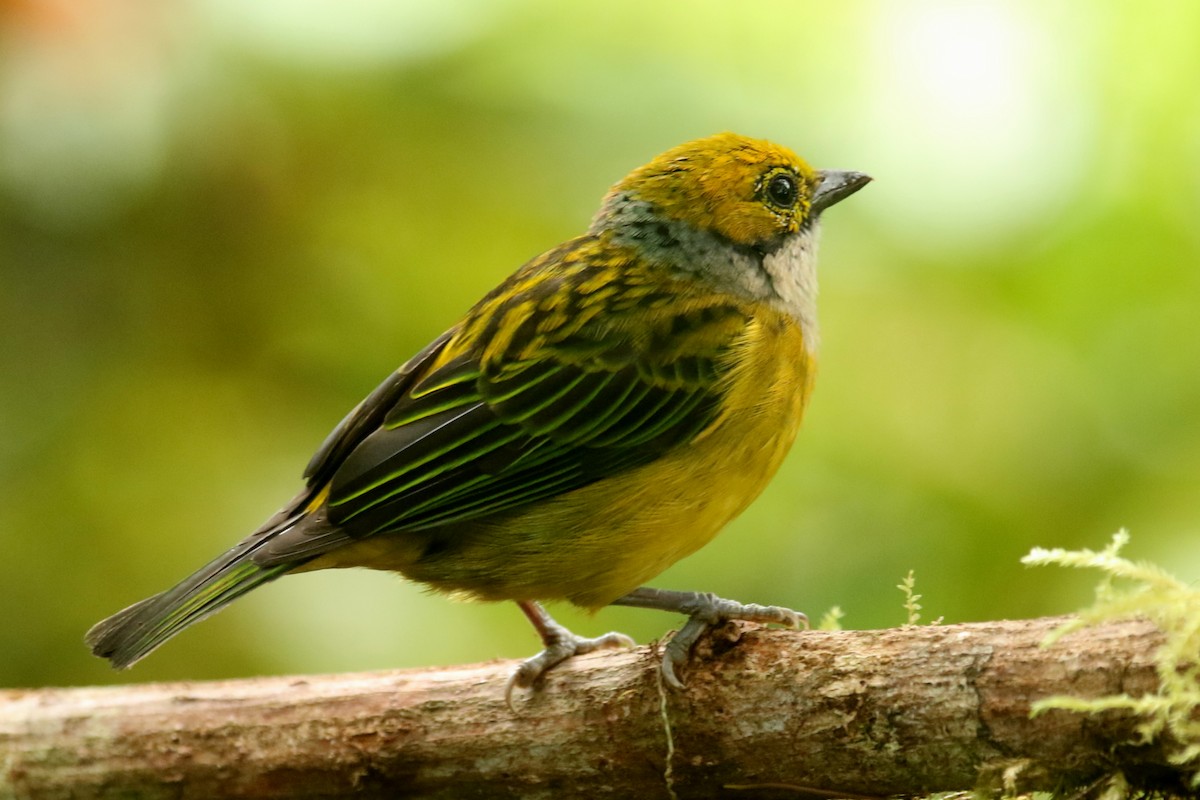 Silver-throated Tanager - ML620877869