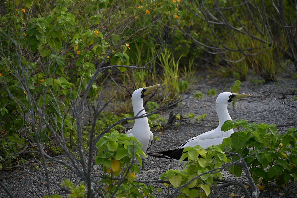 Masked Booby - ML620877872