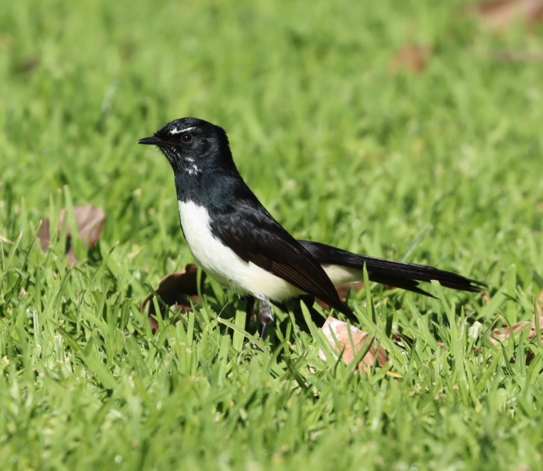 Willie-wagtail - ML620877875