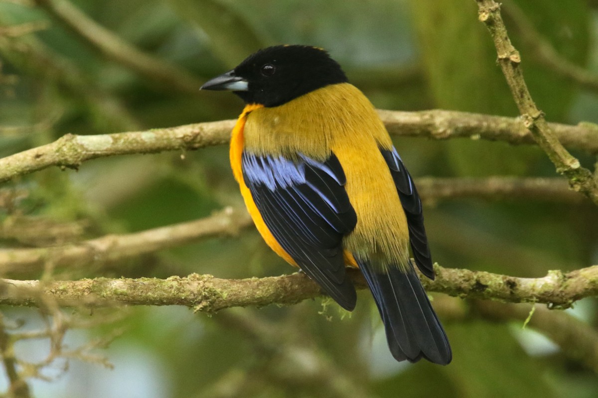 Black-chinned Mountain Tanager - ML620877881