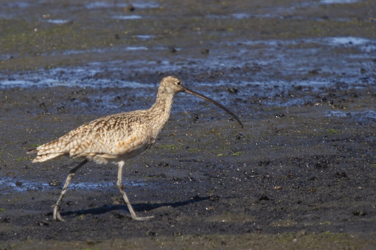 Long-billed Curlew - ML620877885