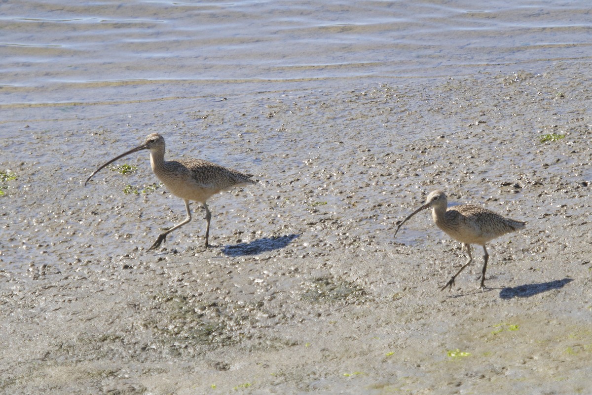 Long-billed Curlew - ML620877886