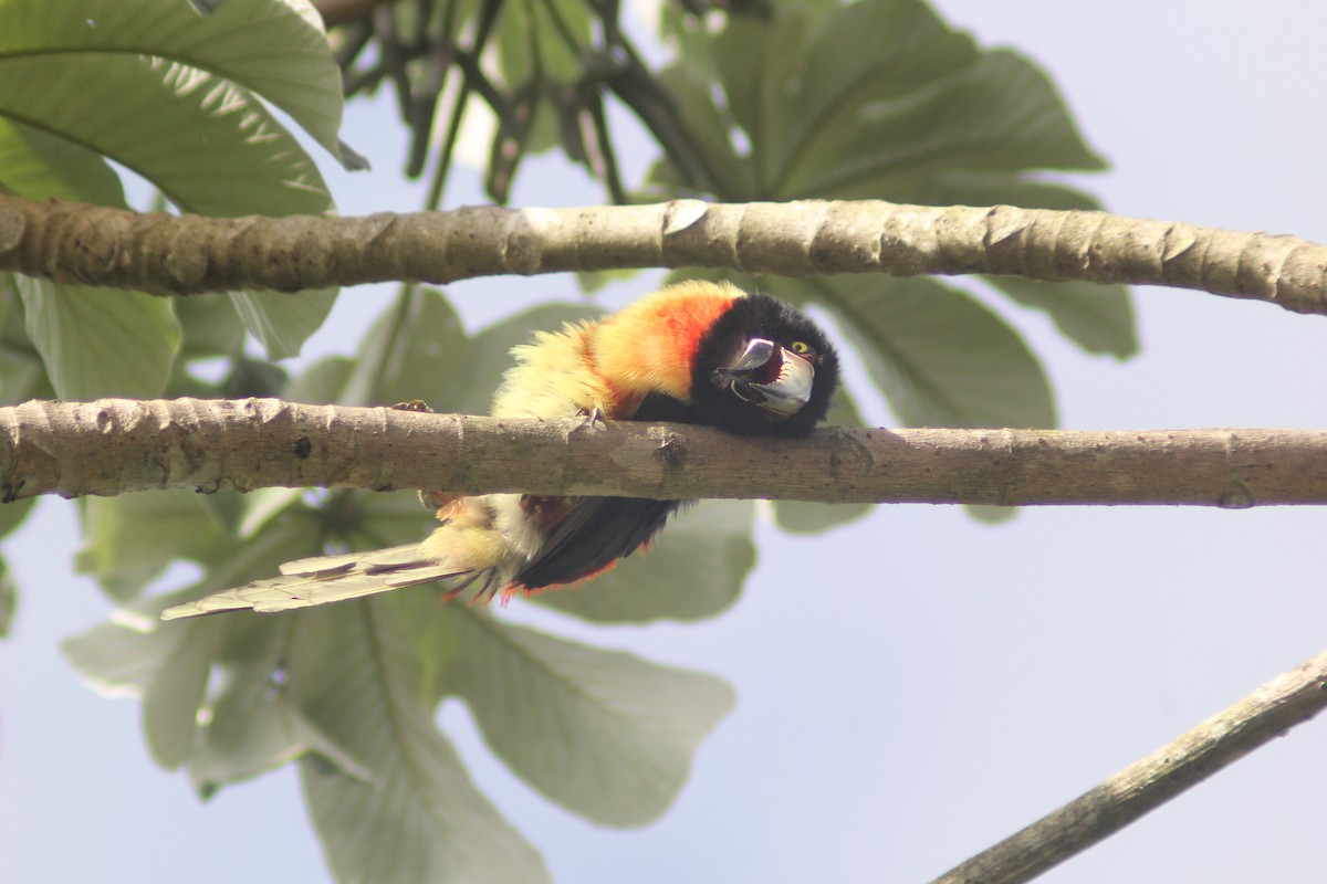 Collared Aracari - ML620877897