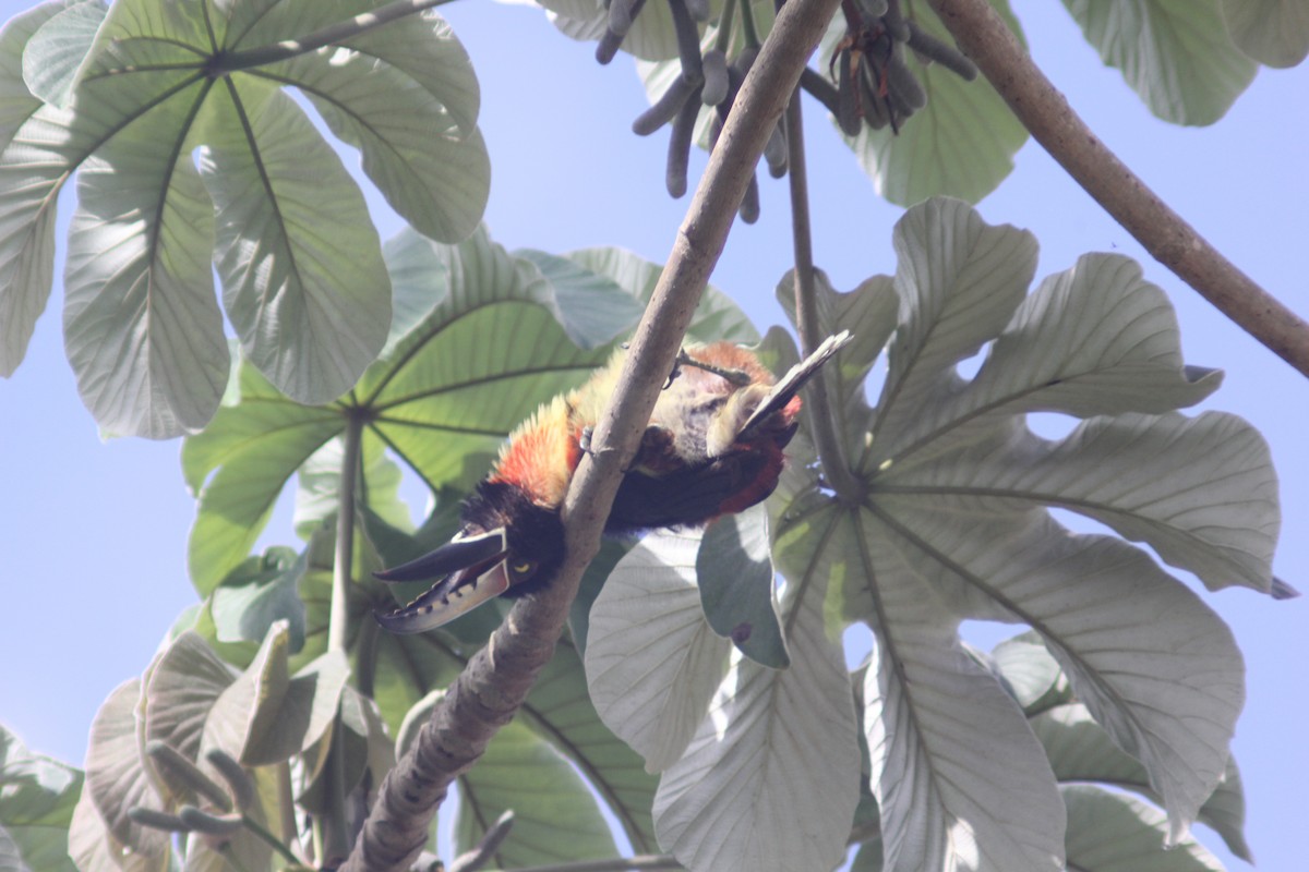 Collared Aracari - ML620877898