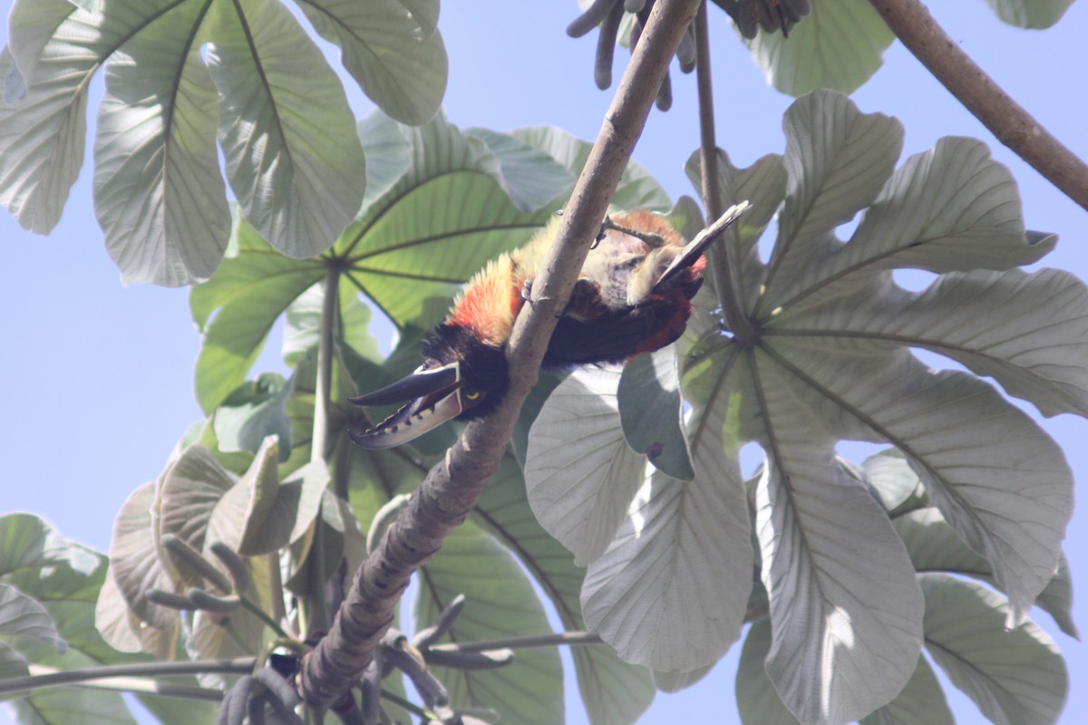 Collared Aracari - ML620877899