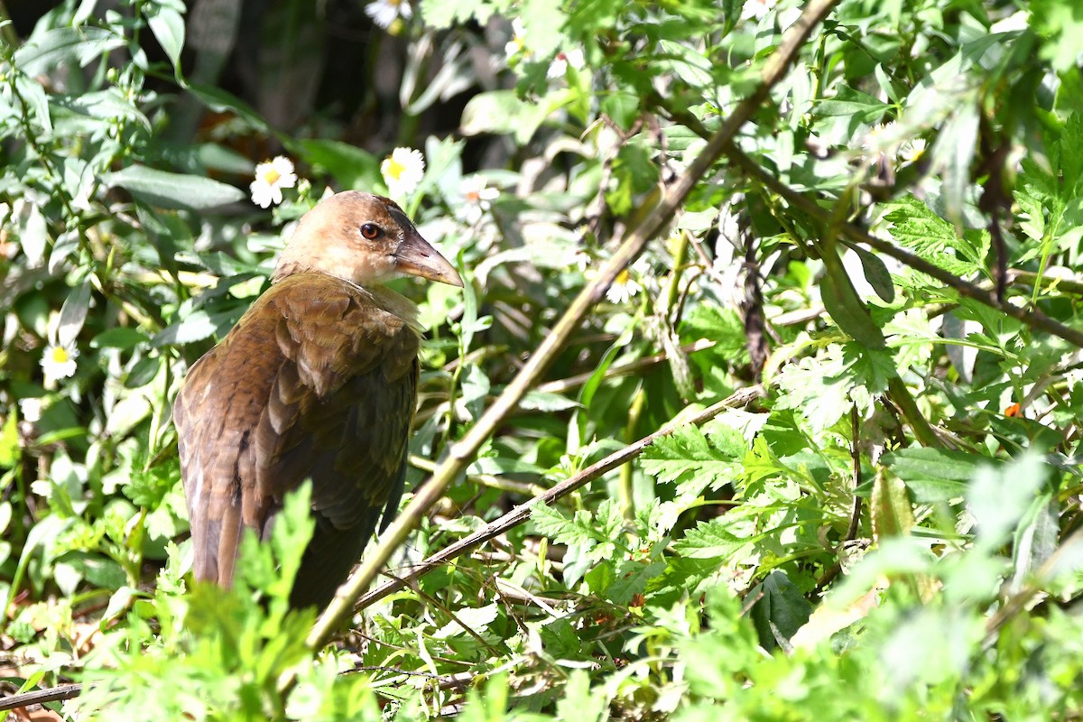 Purple Gallinule - ML620877903