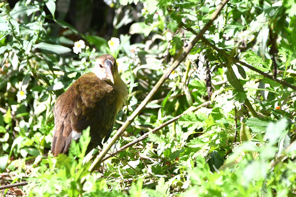 Purple Gallinule - ML620877906