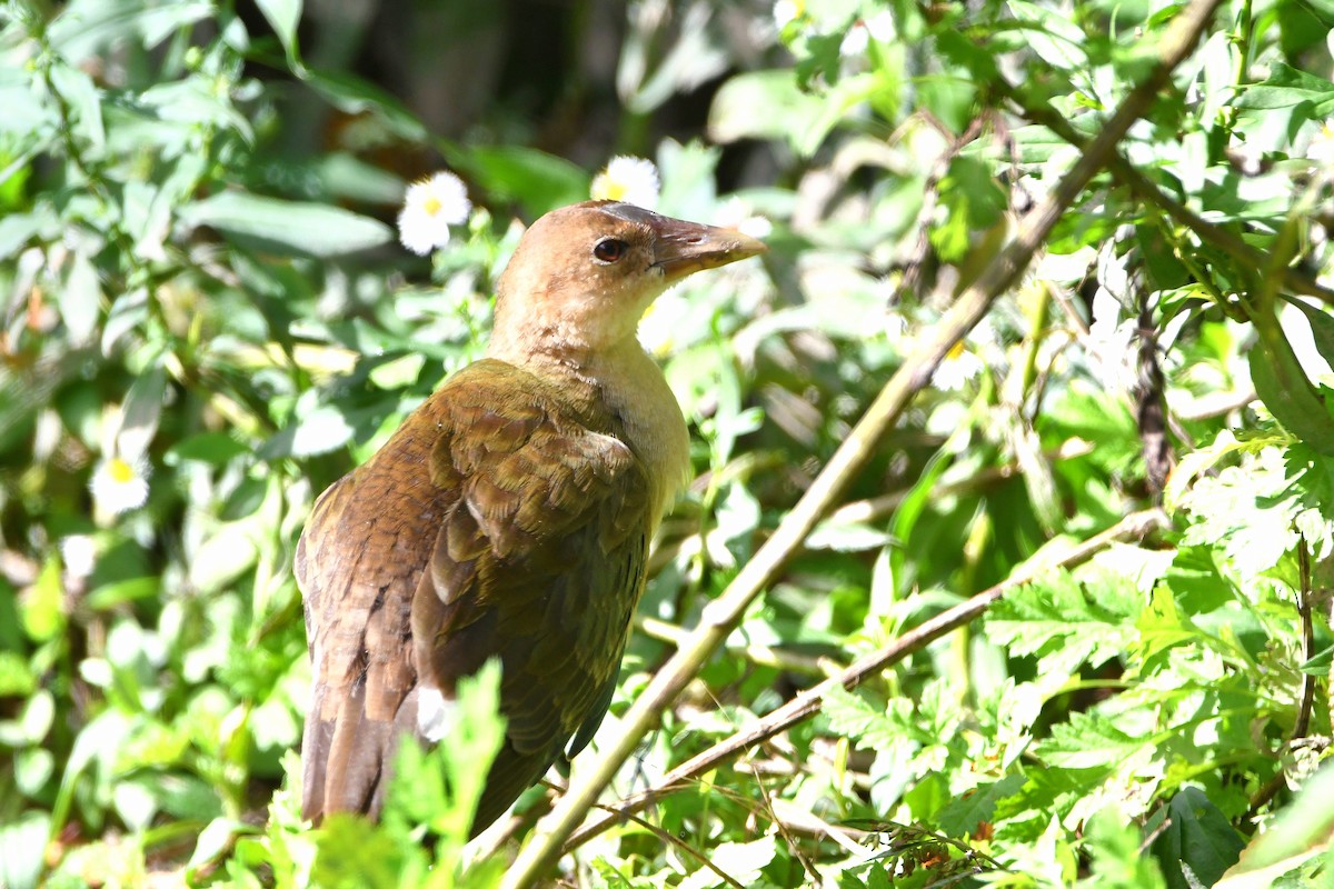 Purple Gallinule - ML620877907