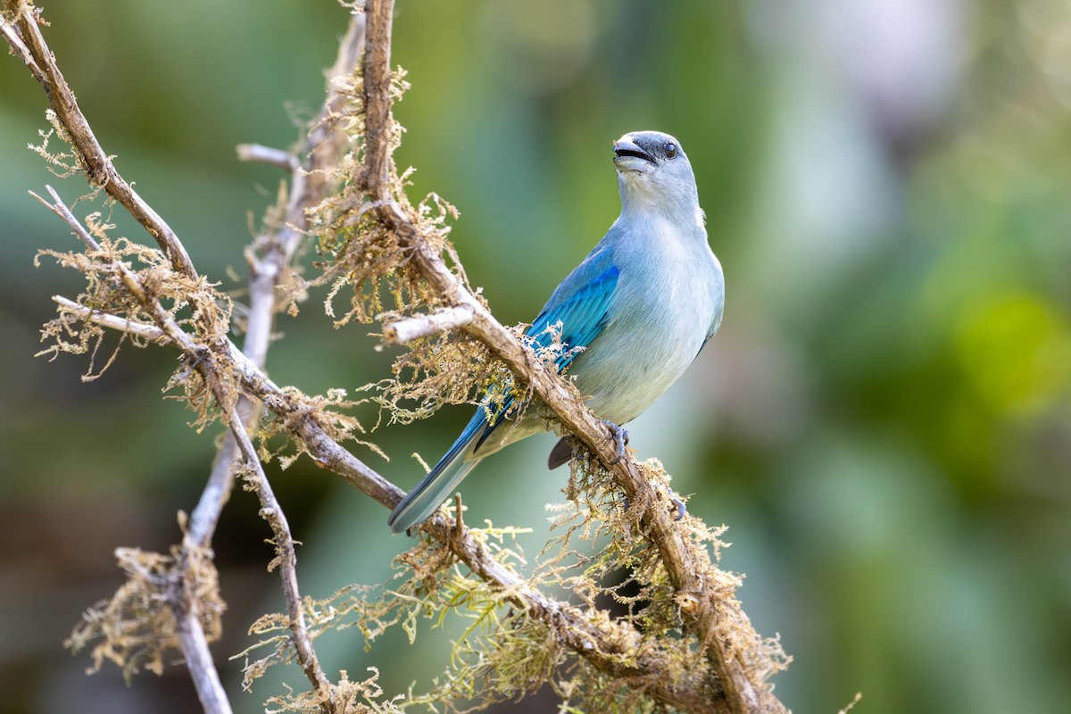 Azure-shouldered Tanager - ML620877908