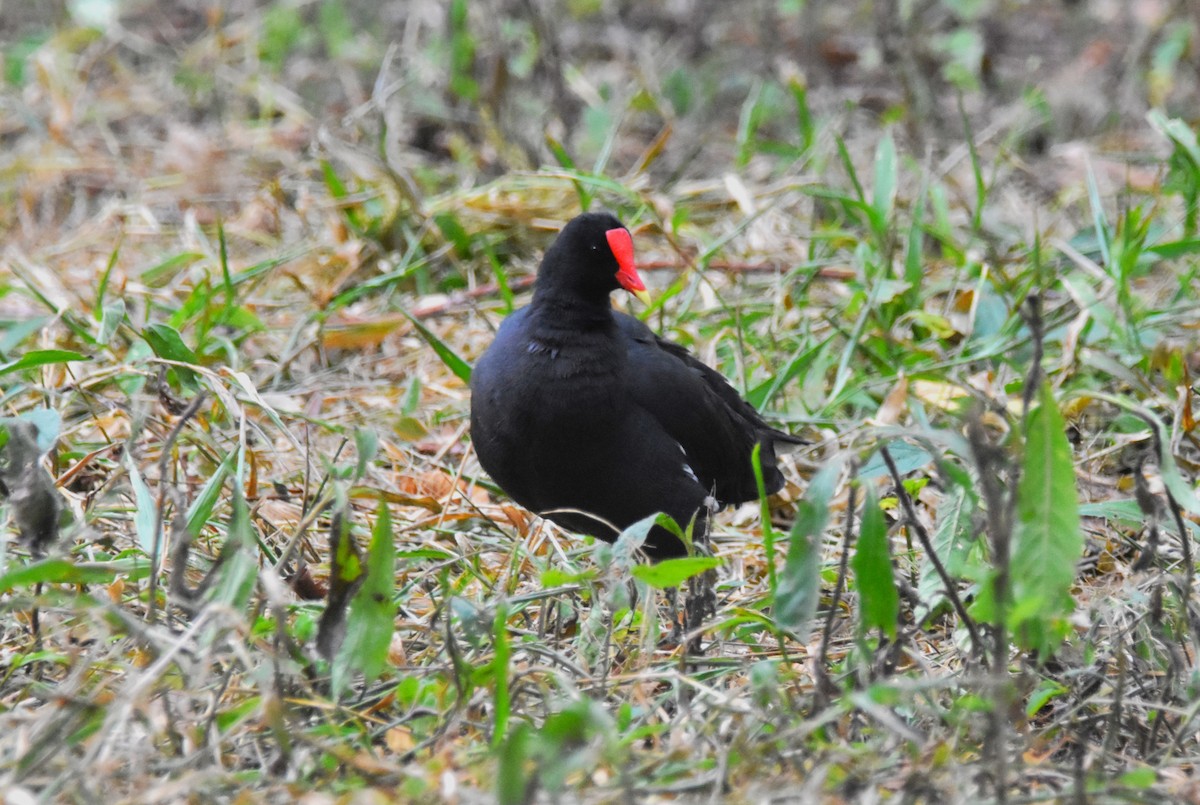 Common Gallinule - ML620877910