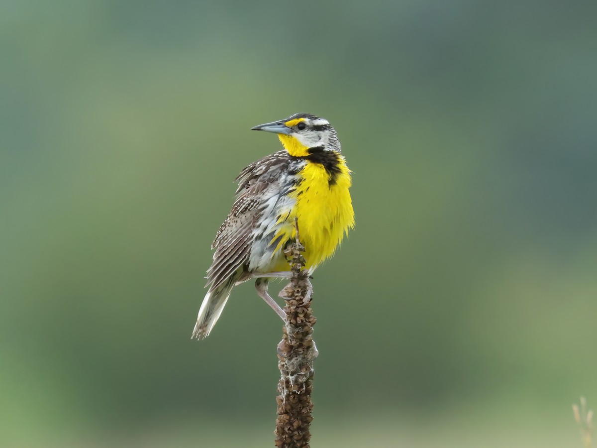 Eastern Meadowlark - ML620877911