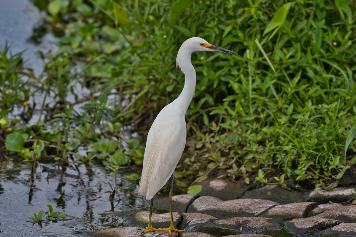 Snowy Egret - ML620877915