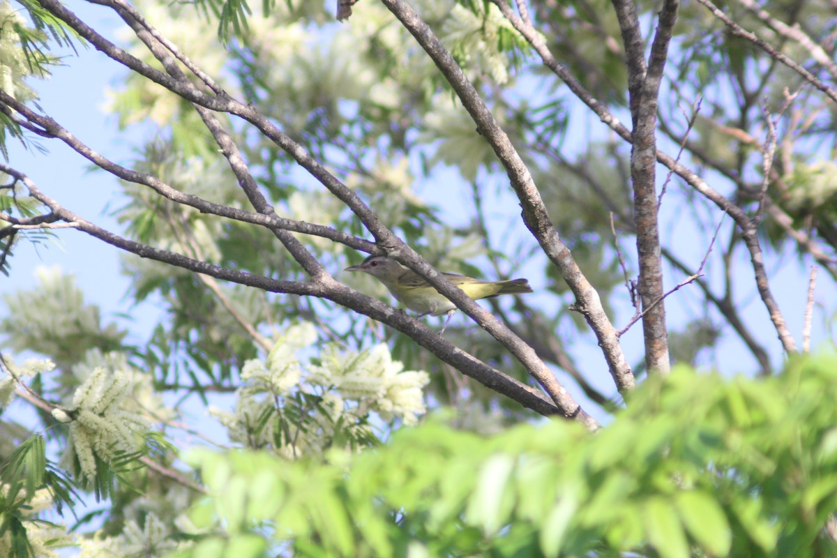 Yellow-green Vireo - ML620877919