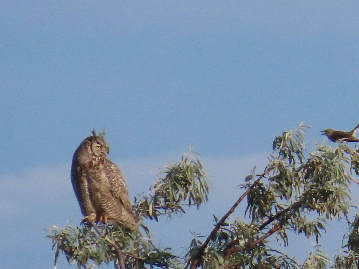 Great Horned Owl - ML620877920