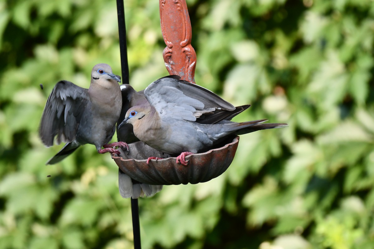 White-winged Dove - ML620877923