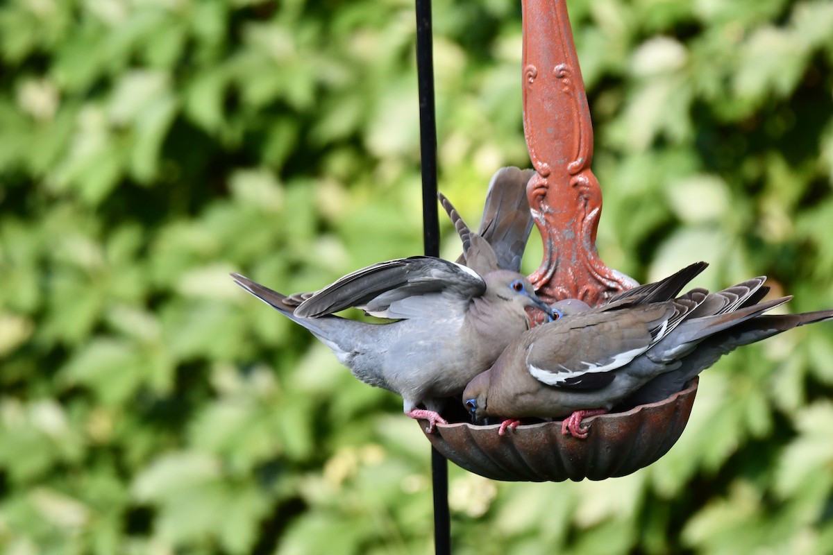 White-winged Dove - ML620877924