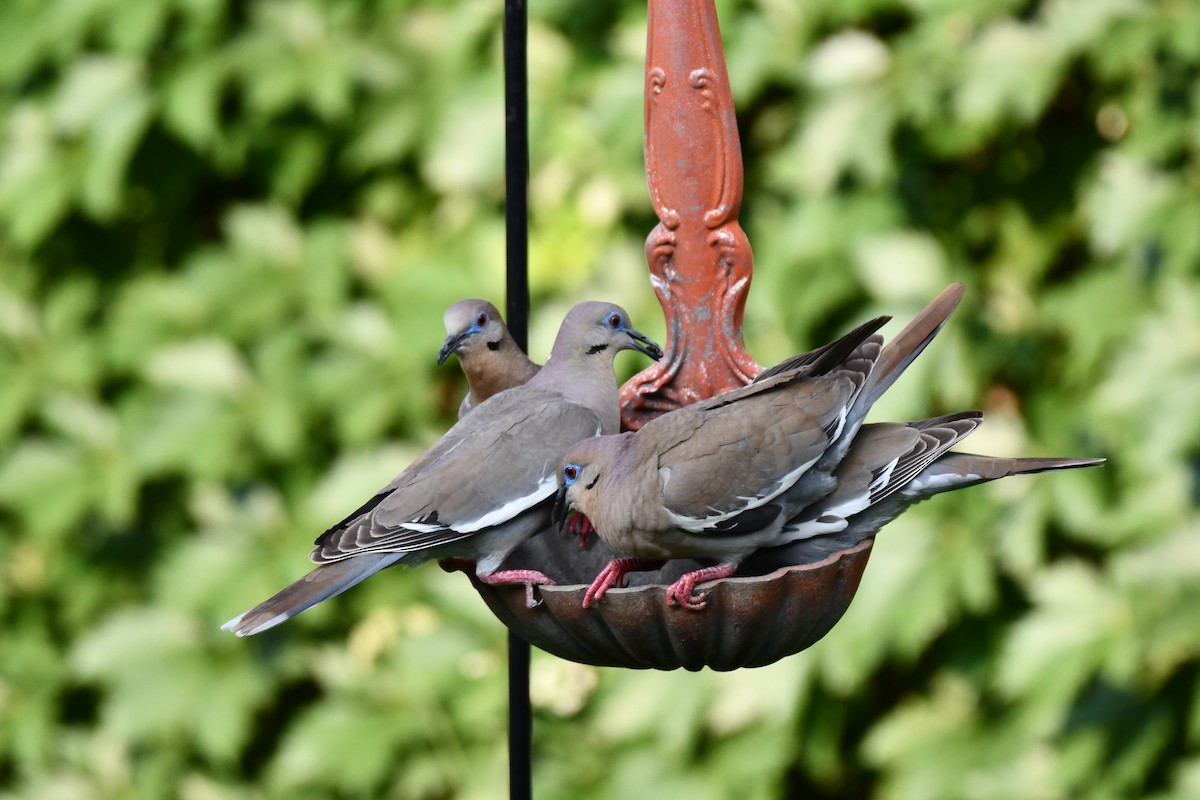 White-winged Dove - ML620877926