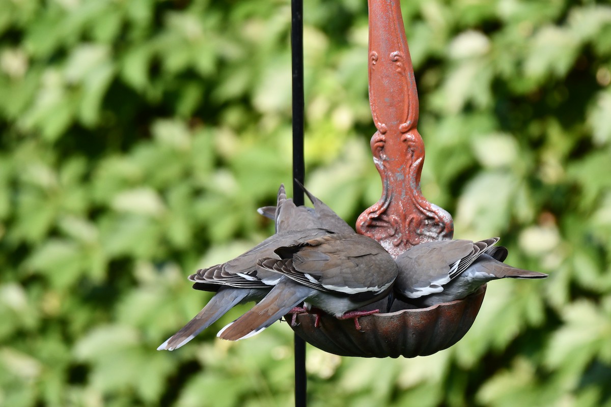 White-winged Dove - ML620877928