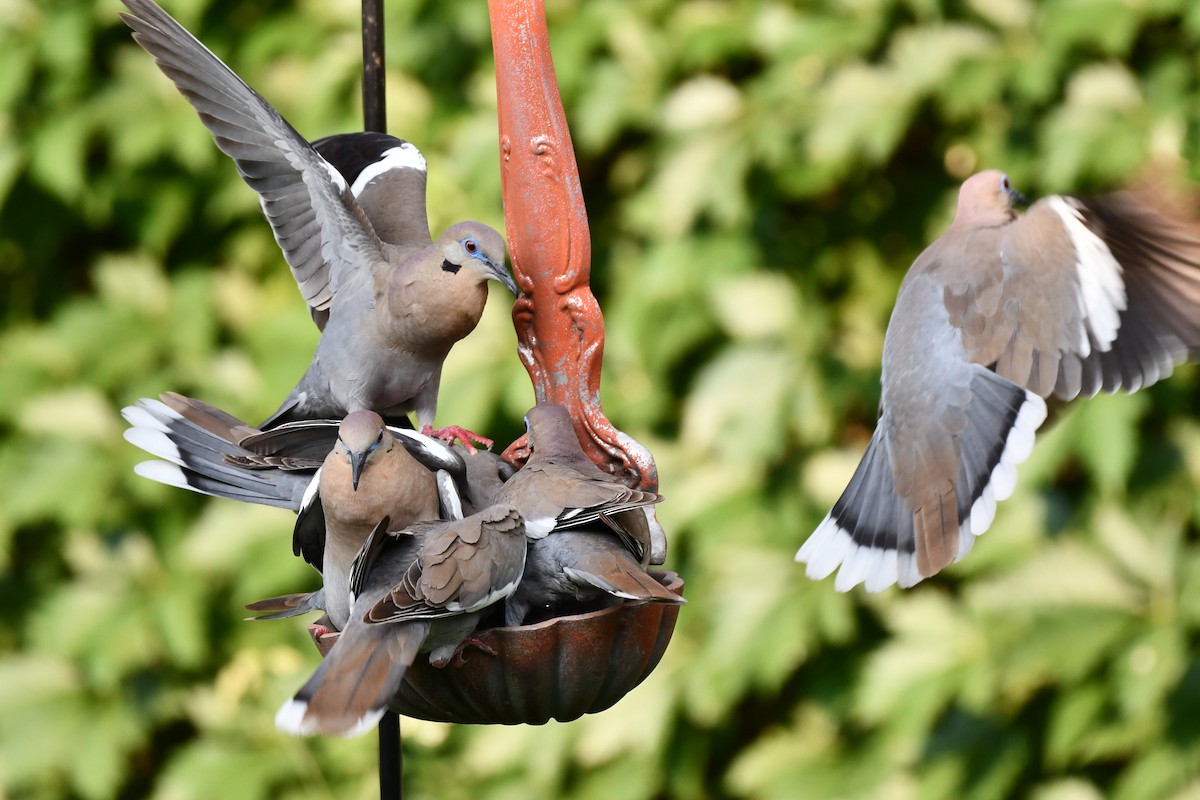 White-winged Dove - ML620877932