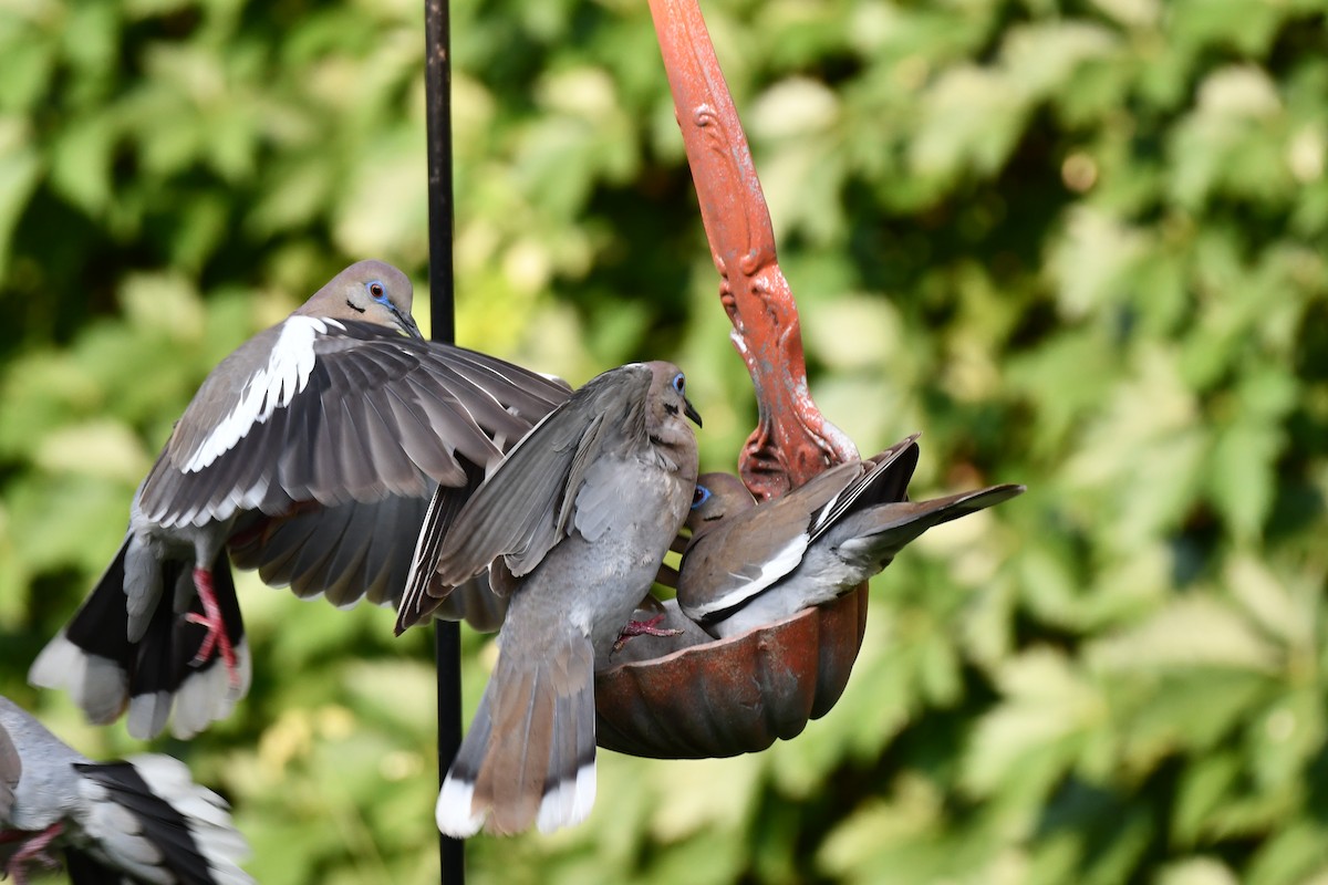 White-winged Dove - ML620877934