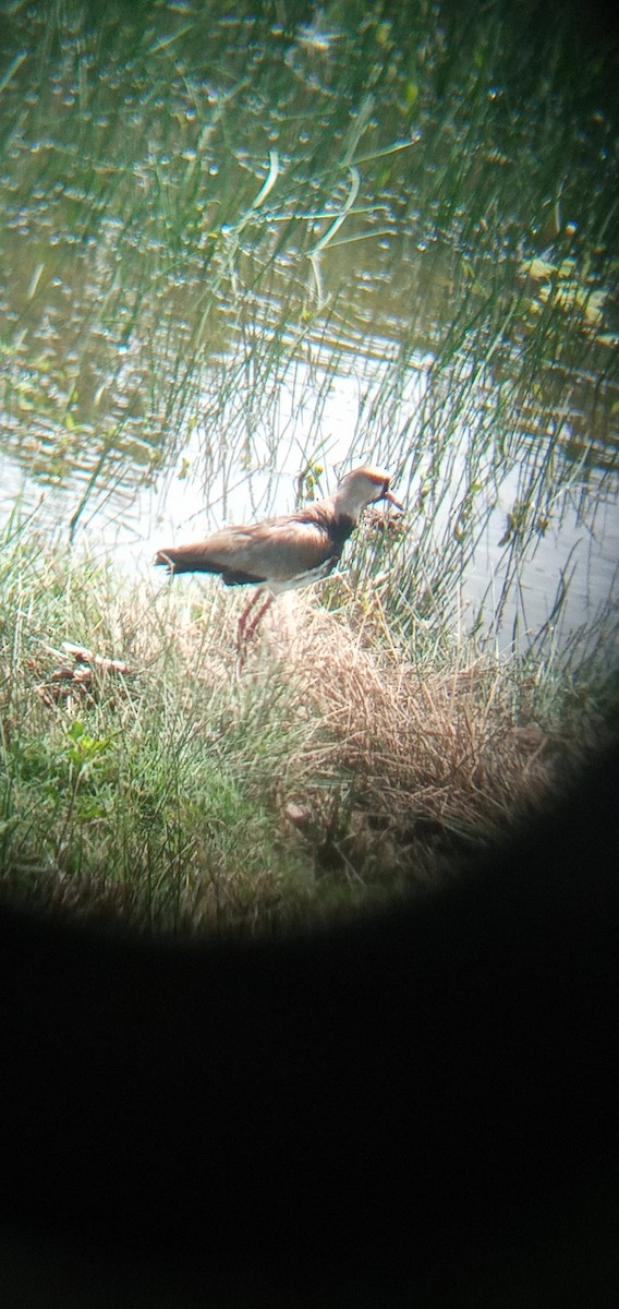 Southern Lapwing - ML620877942