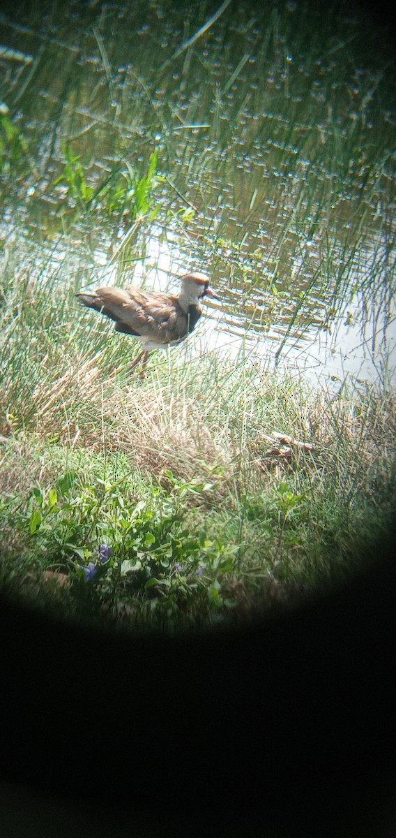 Southern Lapwing - ML620877943