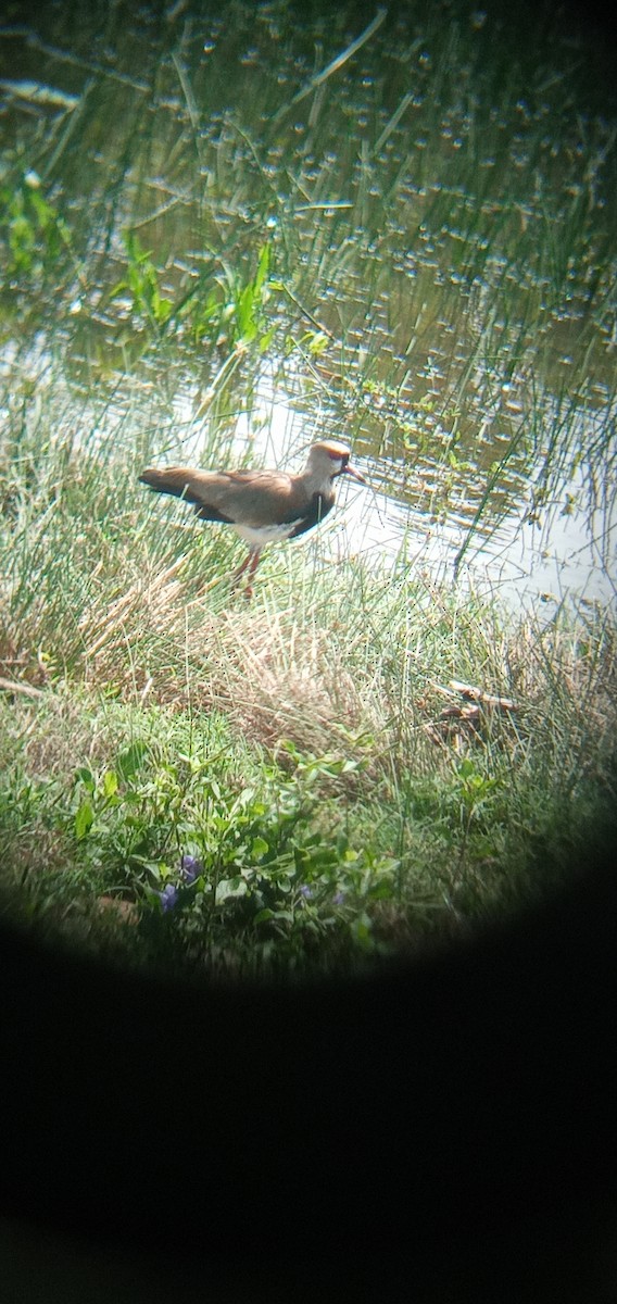 Southern Lapwing - ML620877945