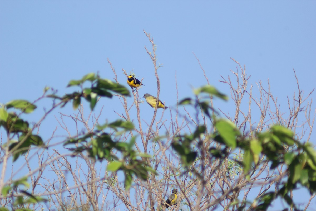 Scrub Euphonia - Carlos Javier / Contoy excursions