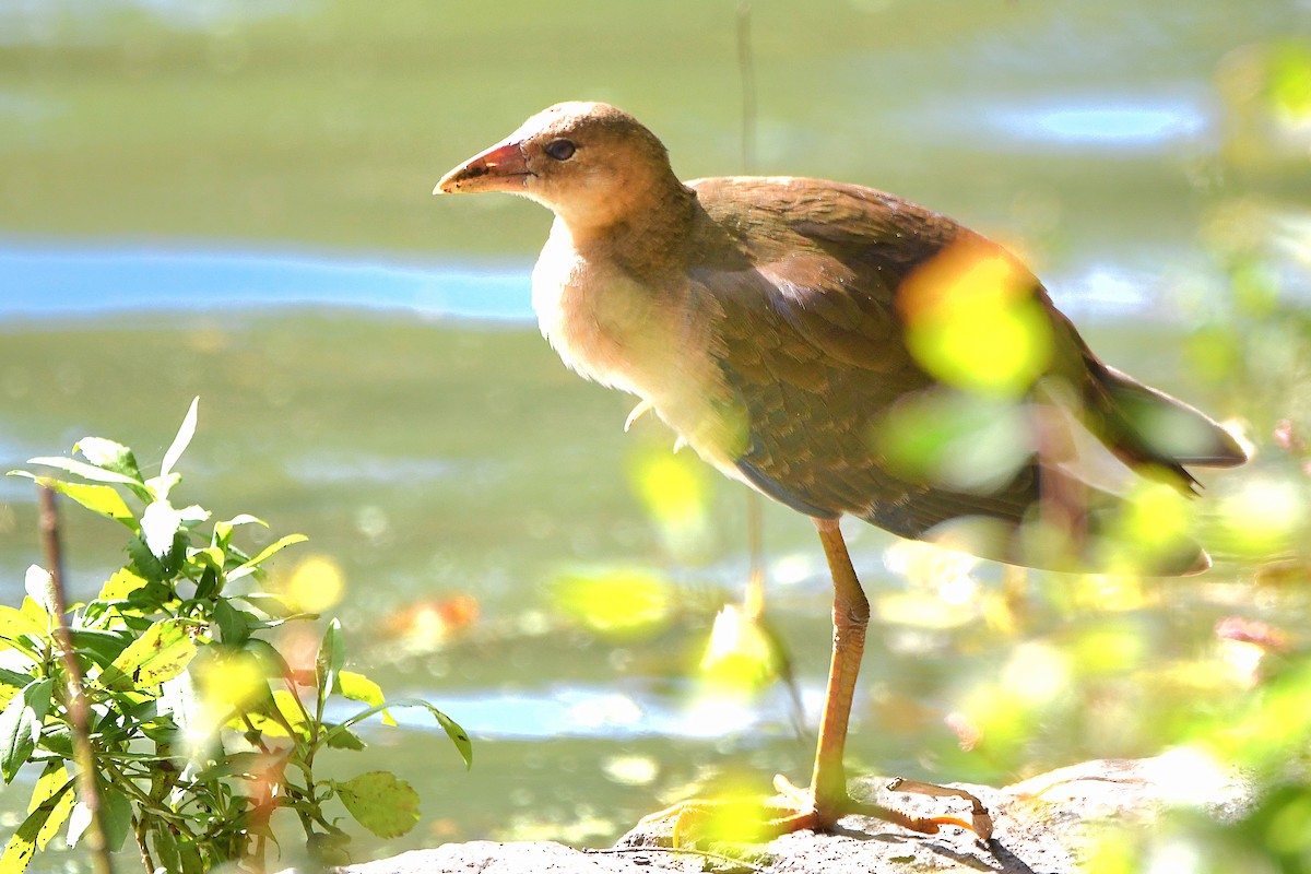 Purple Gallinule - Ari Weiss