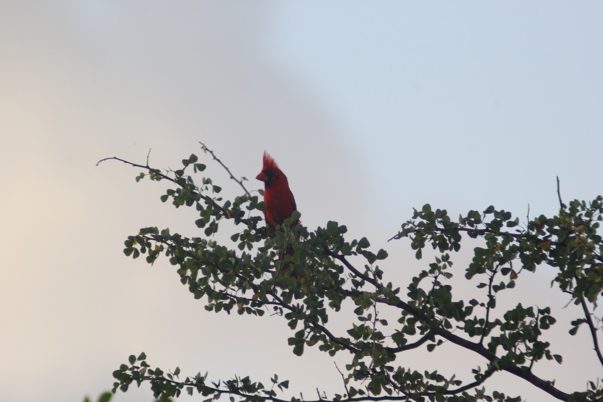 Cardenal Norteño - ML620877968